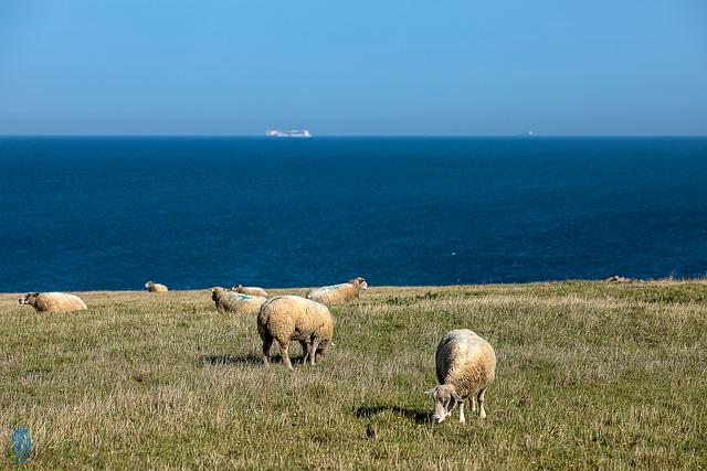 Cap Gris-Nez