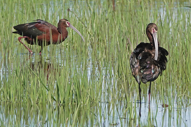 Lovely Ibis