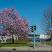 rosa blühender Baum am VW-Werk in Chemnitz