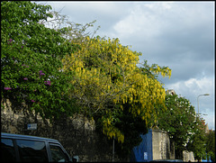 Walton Street wall trees