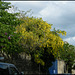 Walton Street wall trees