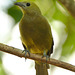 IMG 0070bird