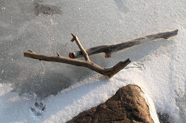 Driftwood