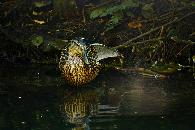 Duck
