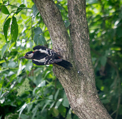 Woodpecker (1)