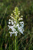 Platanthera conspicua (Southern White Fringed orchid)