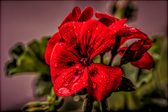 Pelargonie