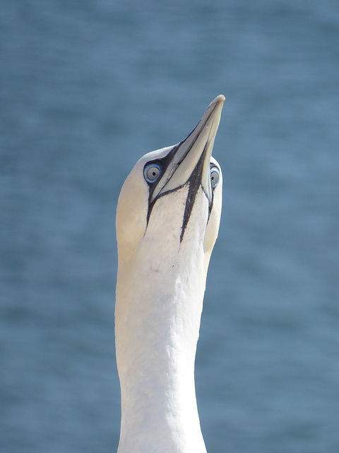 Schau mir in die Augen.....-1