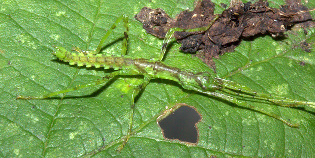 IMG_3609Brockphasma spinifemoralis