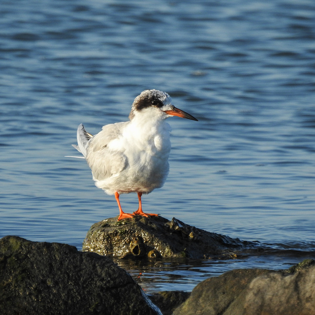Day 3, Forster's Tern immature