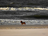 The Dog and the Sea