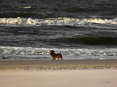 The Dog and the Sea