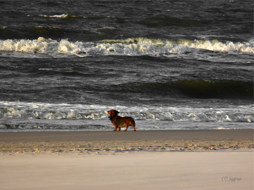 The Dog and the Sea