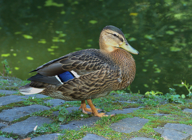 Duck