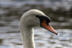 Cygne tuberculé