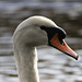 Cygne tuberculé