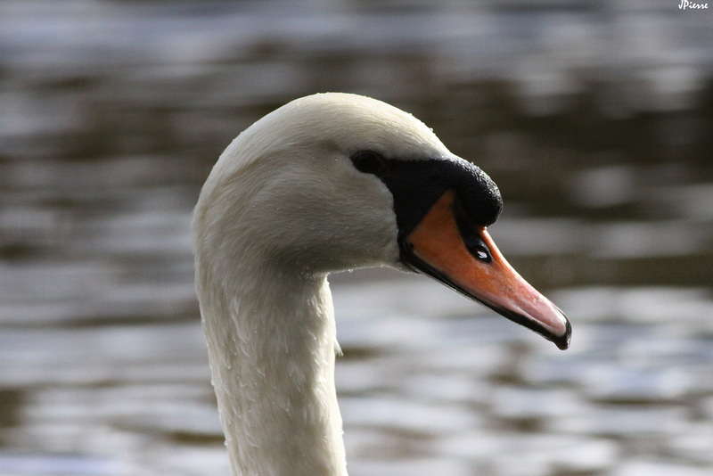 Cygne tuberculé