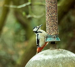 Woodpecker (2)