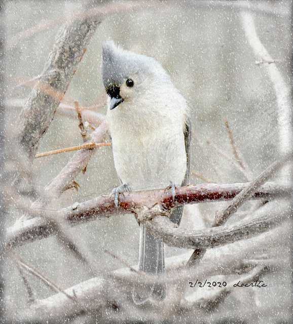 Waiting for a spot at the feeder.