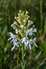 Platanthera conspicua (Southern White Fringed orchid)