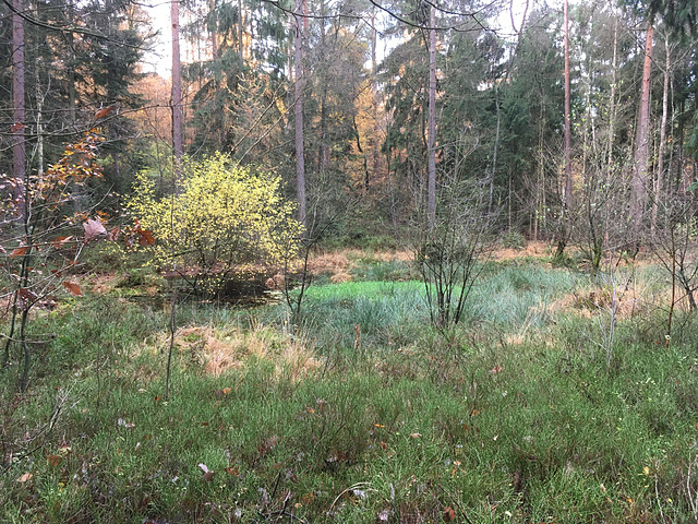 Hochmoor beim Lotterbusch