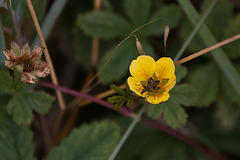 20110607 5308RAw [F] Kriechendes Fingerkraut (Potentilla reptans), Grüner Scheinbockkäfer (Oedemera nobilis) [Blaugrüner Schenkelkäfer], Le Grau du Roi, Camargue