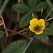 20110607 5308RAw [F] Kriechendes Fingerkraut (Potentilla reptans), Grüner Scheinbockkäfer (Oedemera nobilis) [Blaugrüner Schenkelkäfer], Le Grau du Roi, Camargue