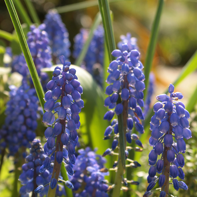 Grape hyacinth