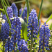 Grape hyacinth