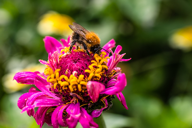 Hummel - 20170818