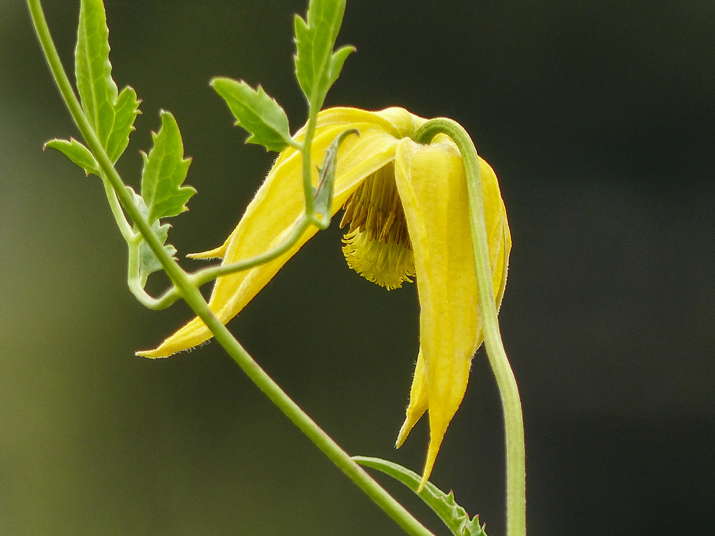 Invasive Yellow Clematis