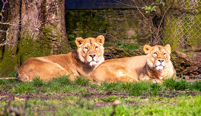 Lionesses