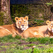 Lionesses