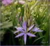 Bonne semaine à tous !............Camassia !