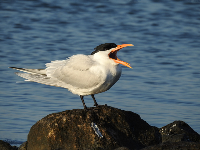 Day 3, Royal (?) Tern Day 3, Royal (?) Tern