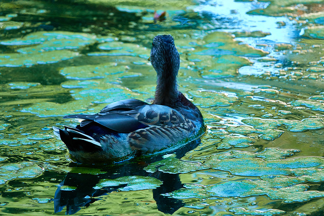 Duck
