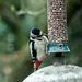Woodpecker (3)