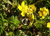 20200409 7150CPw [D~LIP] Graue Sandbiene (Andrena cineraria), Vorfrühlings-Finerkraut (Potentilla verna agg), Bad Salzuflen