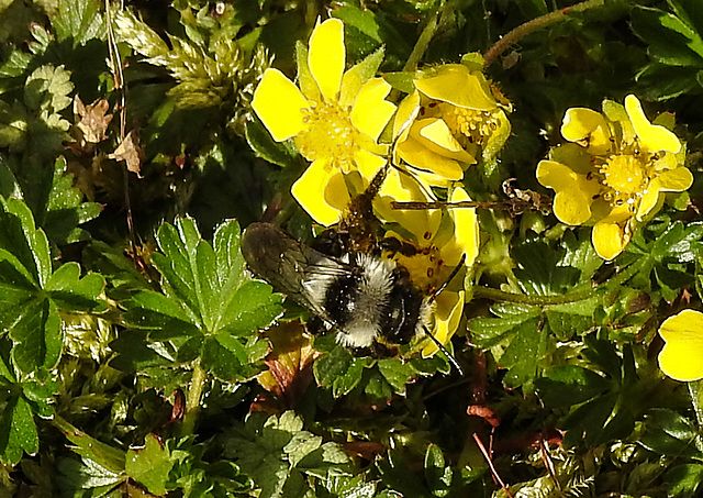 20200409 7150CPw [D~LIP] Graue Sandbiene (Andrena cineraria), Vorfrühlings-Finerkraut (Potentilla verna agg), Bad Salzuflen