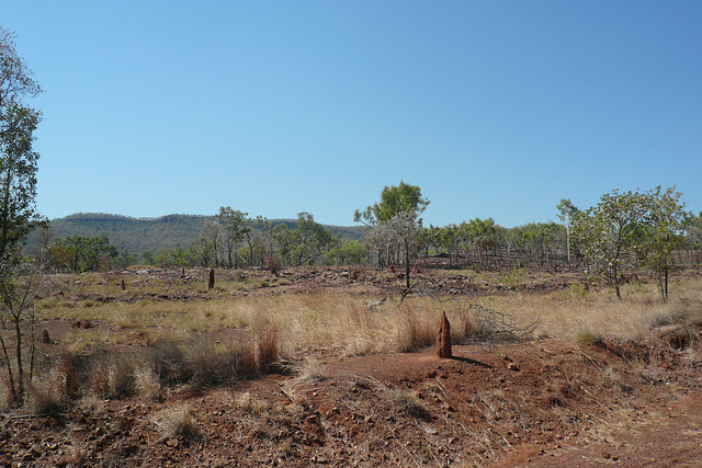 Termite Mounds In The Top End