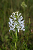 Platanthera conspicua (Southern White Fringed orchid)