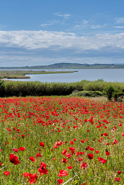 Jolis coquelicots mesdames...