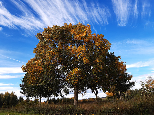 L'arbre de vie
