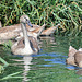 EOS R7 Peter Harriman 12 06 07 8143 cyglings dpp