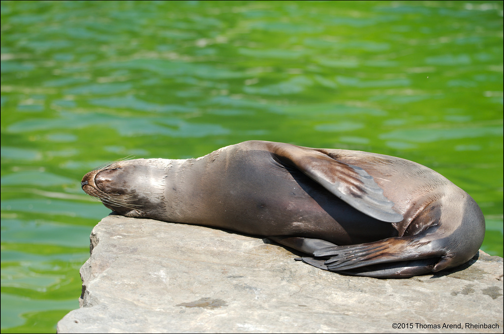 Kölner-Zoo-0049