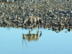 Oryx im Spiegel der Wasserstelle