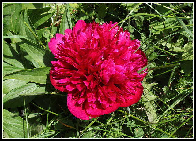 Paeonia officinalis (4)