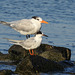 Day 3, Royal Tern & Forster's Tern (in front)