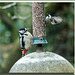 Woodpecker (4)