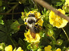 20200409 7151CPw [D~LIP] Graue Sandbiene (Andrena cineraria), Vorfrühlings-Finerkraut (Potentilla verna agg), Bad Salzuflen